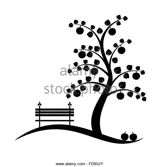520x540 Apple Tree Winter Black And White Stock Photos Amp Images