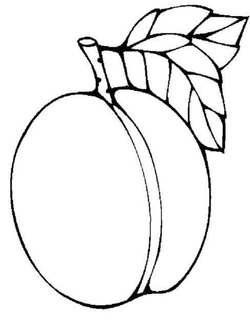 488x650 Apricot Clipart Black And White