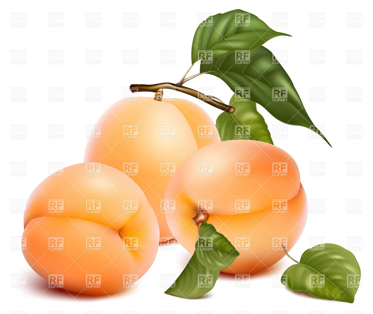 1200x1010 Apricots Royalty Free Vector Clip Art Image