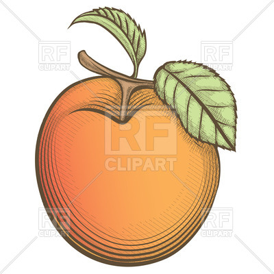 400x400 Hand Drawn Apricot Royalty Free Vector Clip Art Image