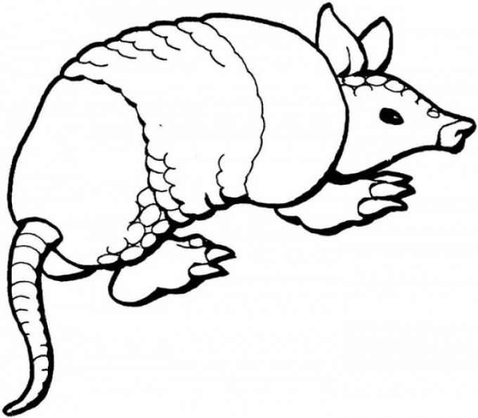 680x595 Armadillo Clipart Nine Banded