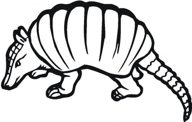 660x420 Armadillo Clipart Black And White