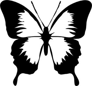 300x280 Best White Butterfly Ideas Beautiful