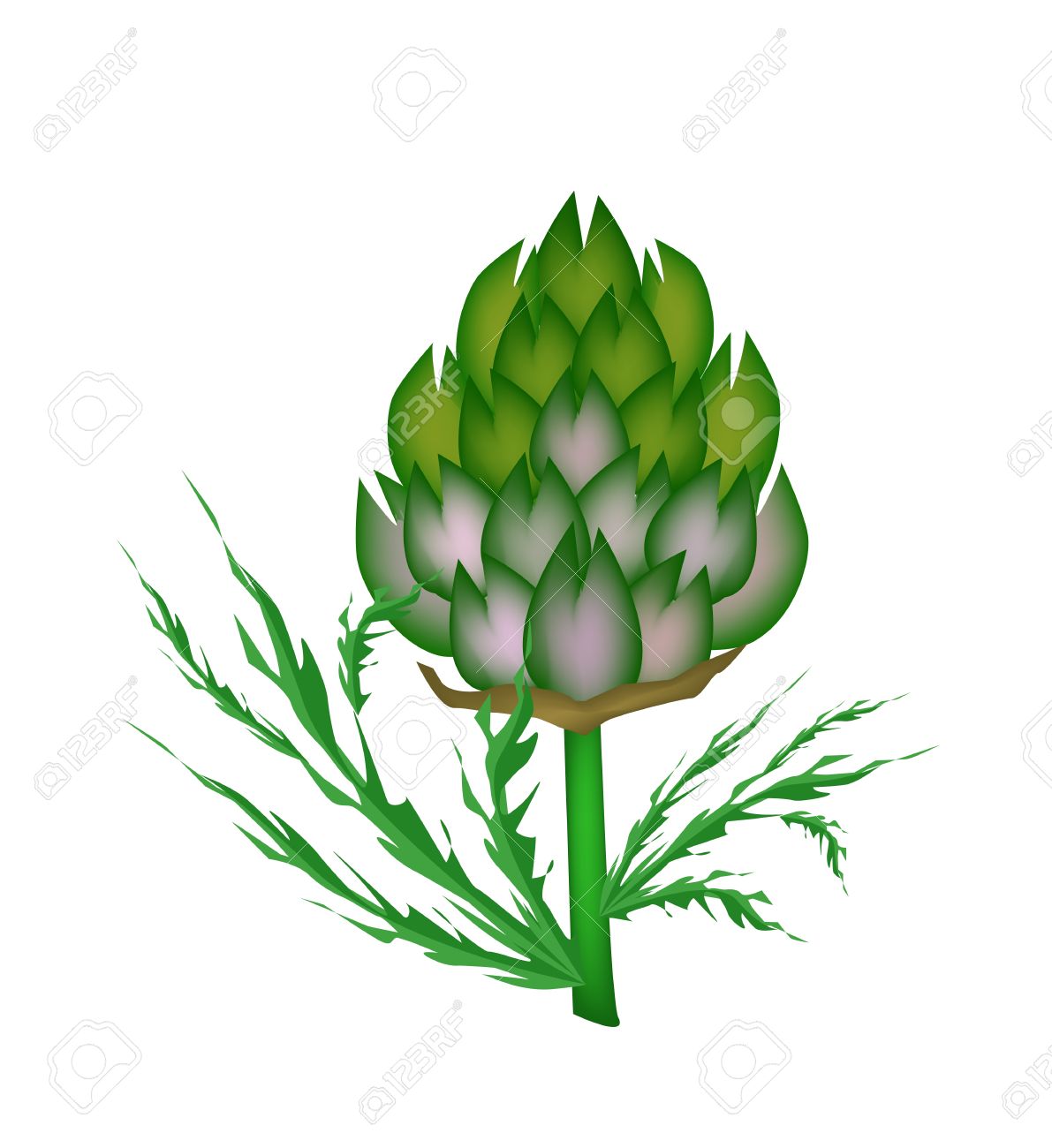 1191x1300 Artichoke Plant Clipart