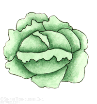 200x214 Lettuce Cabbage Clip Art Royalty Free