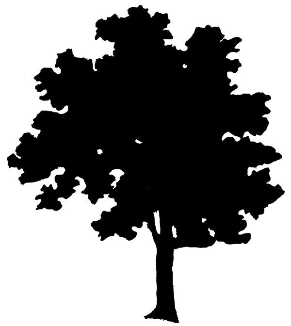 600x672 Bio Clipart Ash Tree