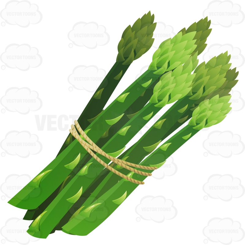 800x800 Asparagus Clipart Vector