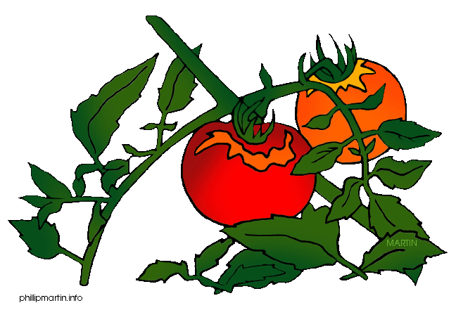 648x441 Food Clip Art By Phillip Martin, Tomato Plant