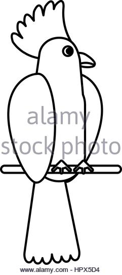 241x540 Pages Bird Stock Photos Amp Pages Bird Stock Images