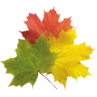 200x200 Download Autumn Leaves Free Png Photo Images And Clipart Freepngimg