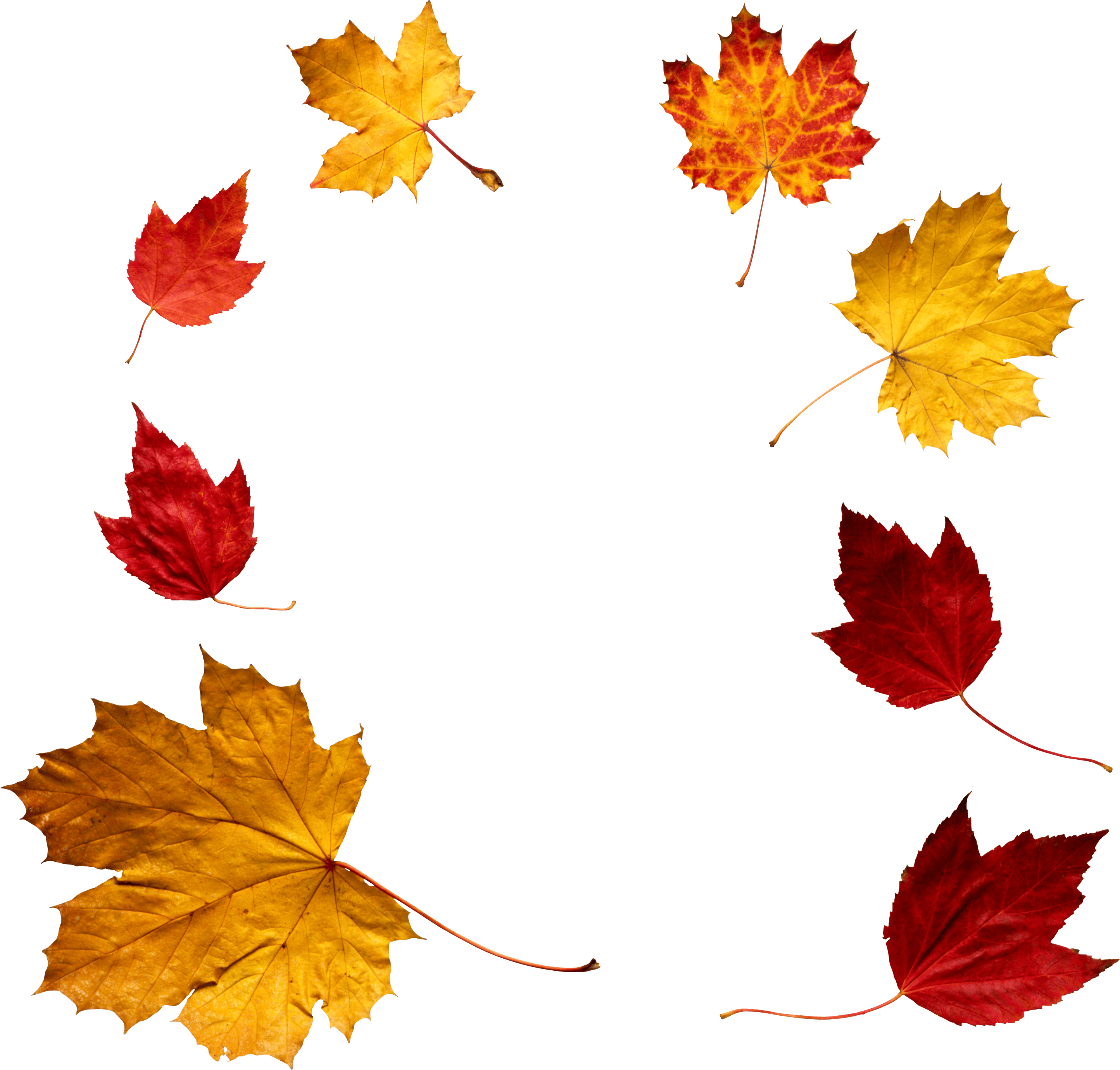 2889x2759 Download Autumn Leaves Free Png Photo Images And Clipart Freepngimg