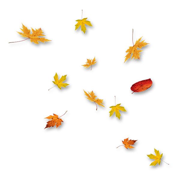 600x600 Best Fall Leaves Background Ideas Autumn Leaves