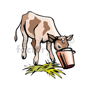 300x300 Royalty Free Baby Calf Eating Out Of A Brown Handled Bucket 128343