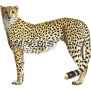 300x300 Top Cheetah Clip Art Free Clipart Image 2