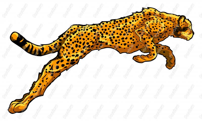 800x479 Best Cheetah Clipart
