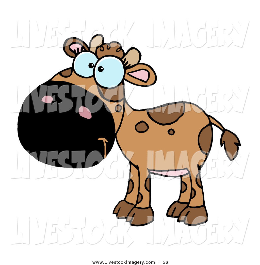 1024x1044 Royalty Free Calf Stock Livestock Designs