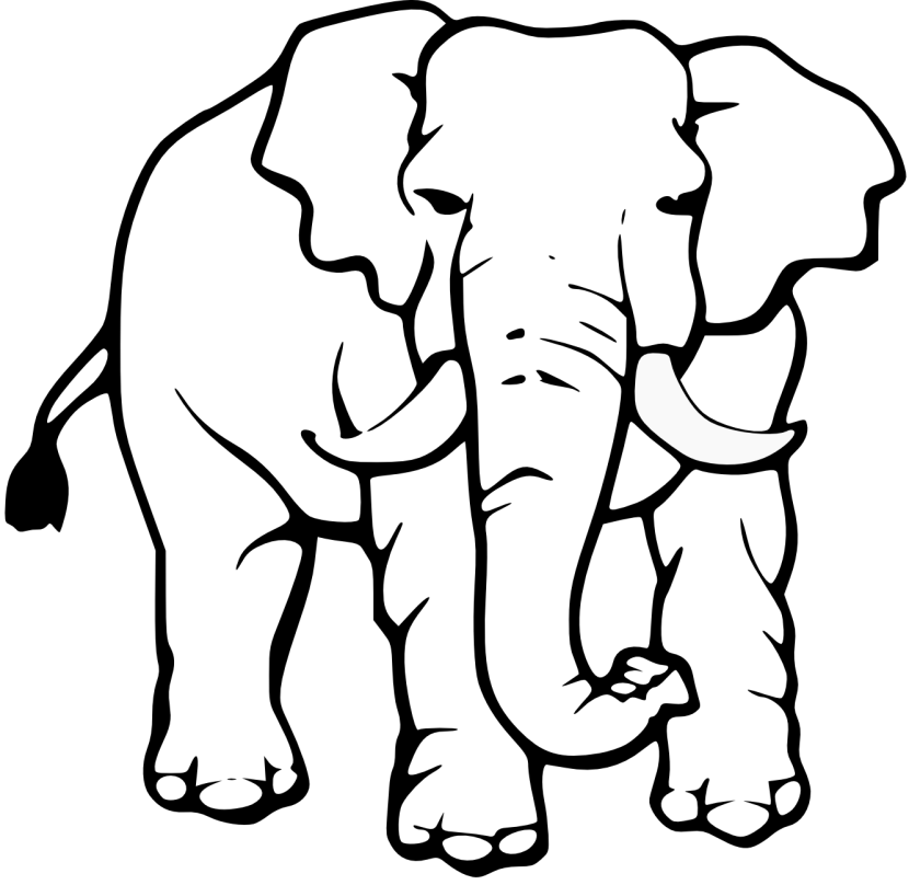 830x808 Baby Elephant Clipart Outline