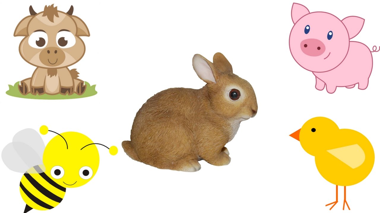 1280x720 Baby Farm Animals Names And Sounds Learn Domestic Baby Animals