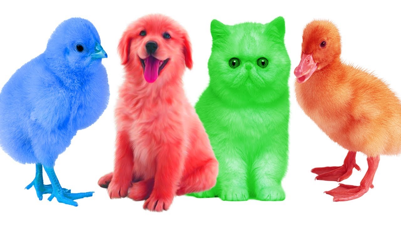 1280x720 Cute Farm Animals Colorful Learning Color Video For Kids