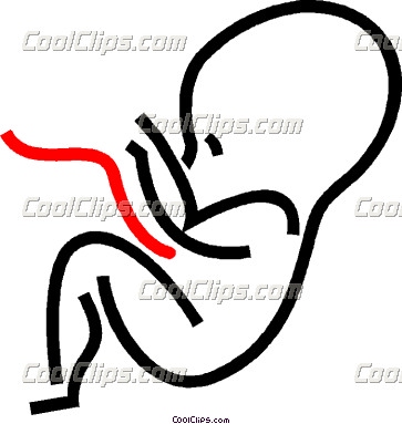 363x383 Fetus Clipart