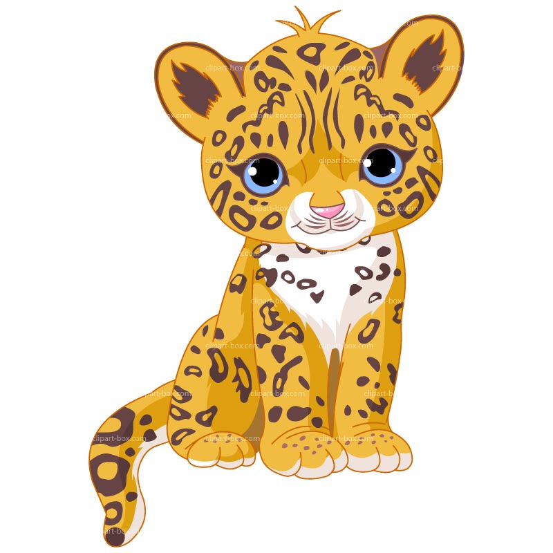 800x800 Clipart Baby Jaguar Sit Clipart Panda