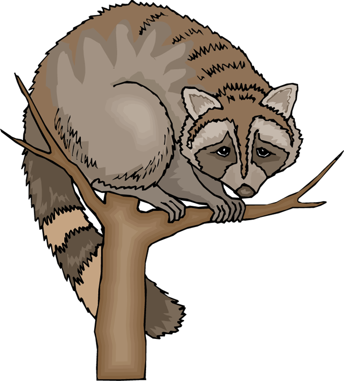 676x750 Baby Raccoon Clipart