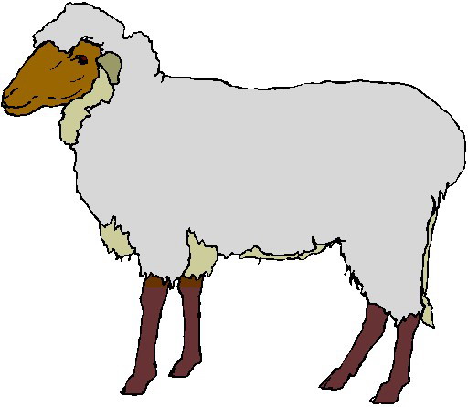 512x446 Clipart Of Lambs And Sheep