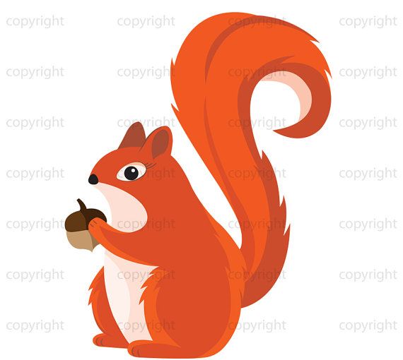 570x510 1863 Best Squirrels Images Colors, Special Images