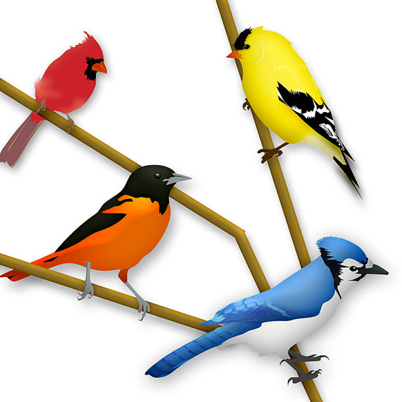 570x570 Backyard Birds Clipart