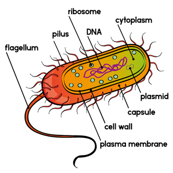 350x350 Bacteria And Archaea Clip Art By The Painted Crow Tpt