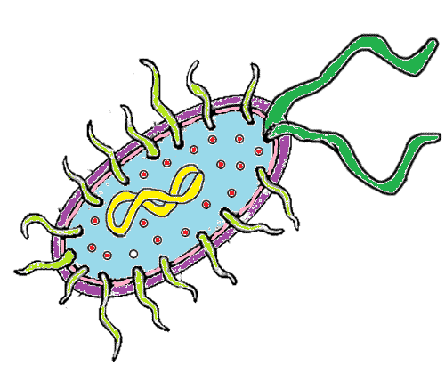 500x411 Bacteria Clipart Different