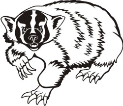 250x216 Badger Mascot Clipart