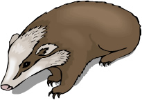 205x145 Clipart Badger