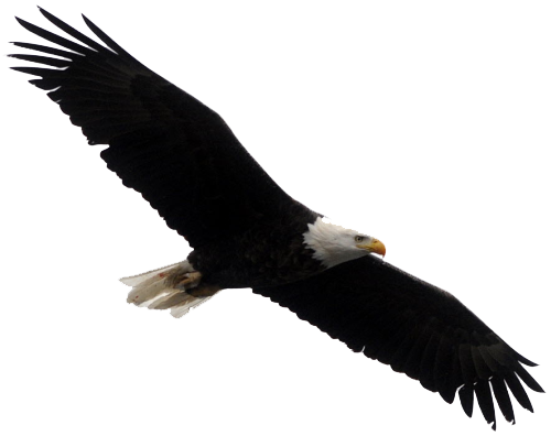 500x396 Bald Eagle Transparent Images Free Download Clip Art
