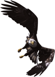 190x266 Bald Eagle T Shirt Spreadshirt