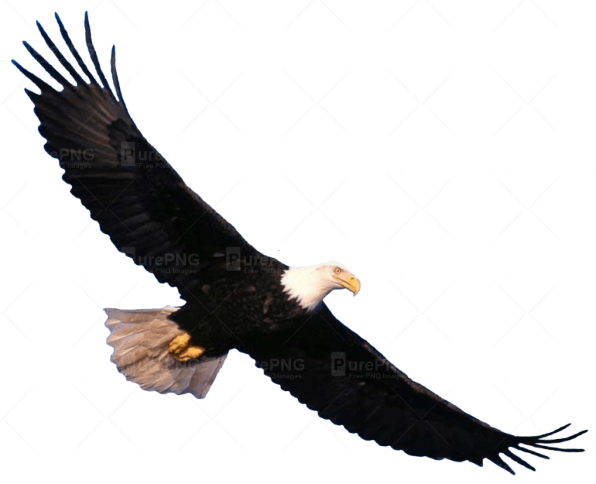 850x691 Bald Eagle Flying