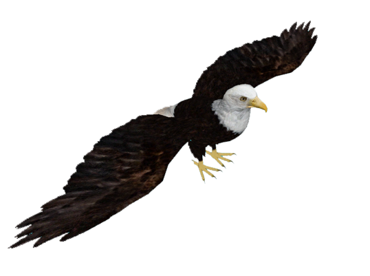 538x401 Bald Eagle