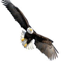 200x200 Download Eagle Free Png Photo Images And Clipart Freepngimg