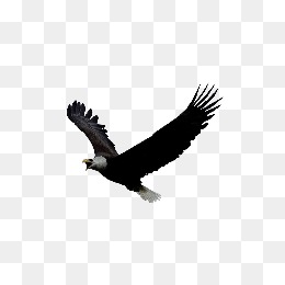 260x260 Eagle Png Images, Download 3,278 Png Resources With Transparent