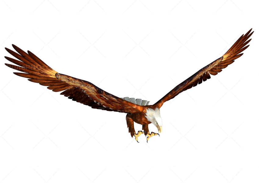 850x601 Animated Bald Eagle Hunting