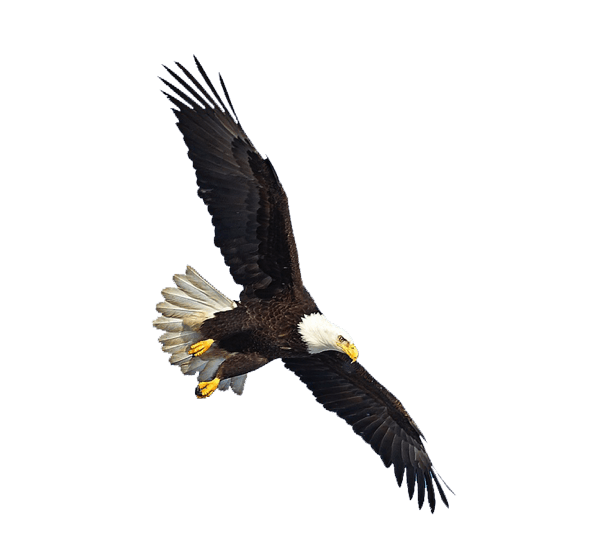 589x547 Golden Eagle Transparent Png