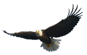 300x192 Lovely Bald Eagle Clip Art Bald Eagle Png Transparent Images Free