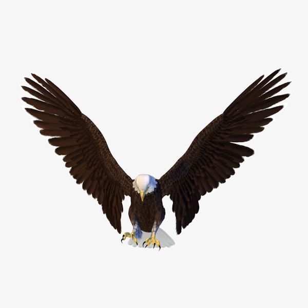 600x600 Eagle, Eagle Material, Material Png Image For Free Download