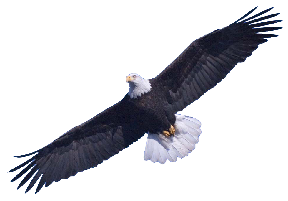 979x682 Bald Eagle Png Transparent Images Png All