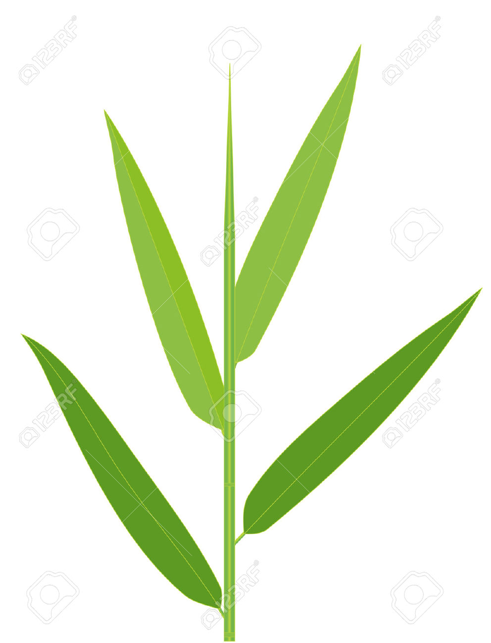 992x1300 Vector Illustration Of Bamboo Leaves Isolated On White Royalty