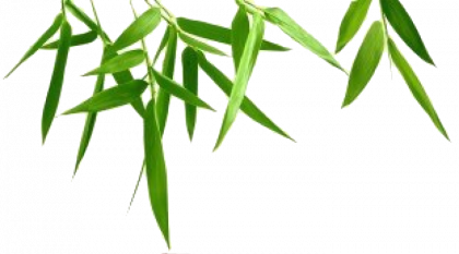 420x233 Bamboo Png Images Transparent Free Download
