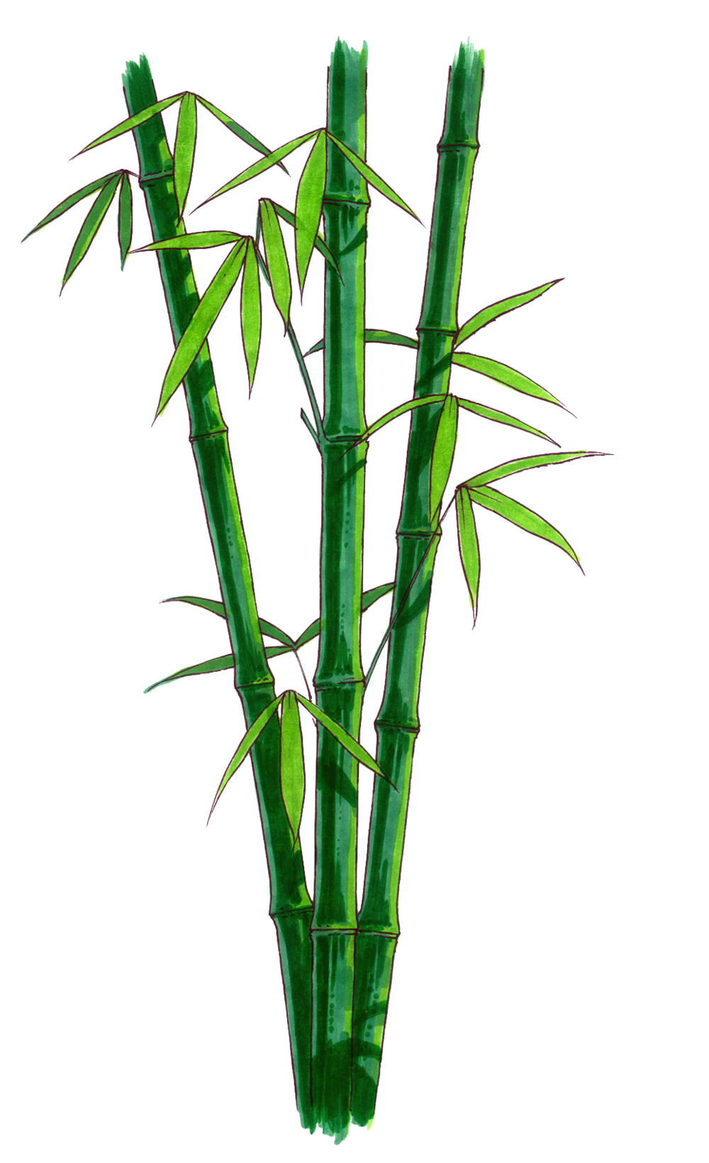 1000x1639 Bamboo Png