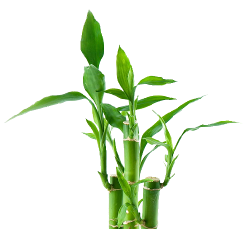 500x458 Bamboo Tree Png