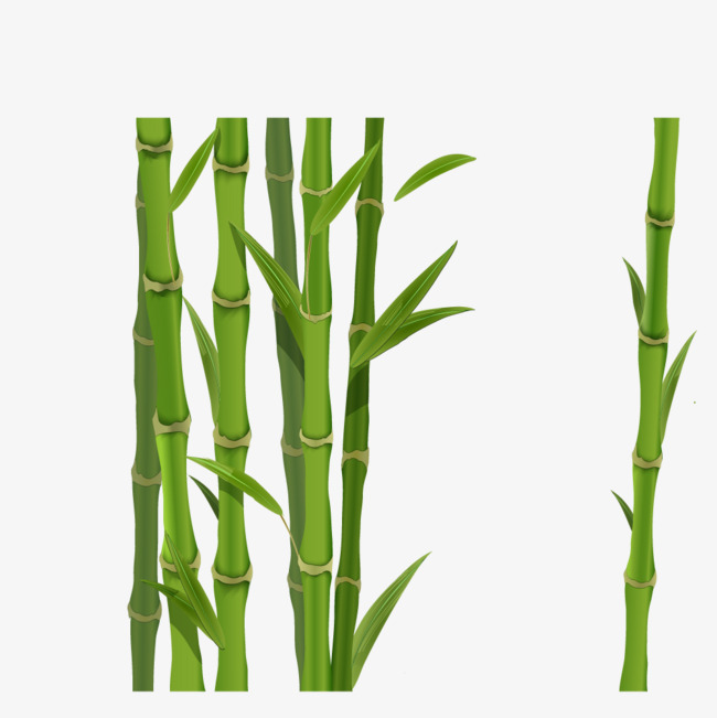 650x651 Green Bamboo, Panda Favorites, Green, Pillar Png And Vector