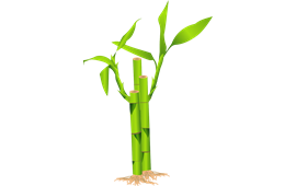 270x170 Red Panda Bamboo Vector Firefox Png Image Pictures